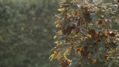 Wind-Blowing-Through-The-Sycamore-Maple-Leaves-In-Kokorin,-Czech-Republic-During-Rainy-Season---selective-focus