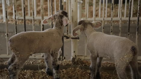 Sheep-and-Lamb-Behind-Cages-at-a-Farm-or-Petting-Zoo