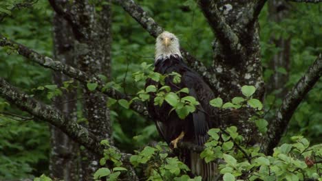 Bald-eagle,-resting-on-a-tree-branch-in-a-rainy-day-in-Alaska