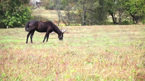 Black-horse-grazes-in-pasture,-walks-a-short-distance-and-resumes-grazing