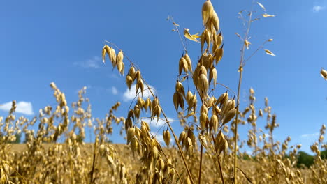 Weizenkörner-Wehen-Sanft-Und-Ruhig-Im-Wind-An-Einem-Schönen-Tag-Mit-Blauem-Himmel-Und-Flauschigen-Wolken