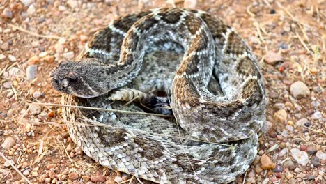Closeup-static-shot-of-a-Western-Diamondback-Rattlesnake