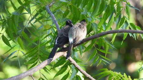 Red-vented-bulbul-in-tree-loving-each-other-MP4-4k-UHD-Video