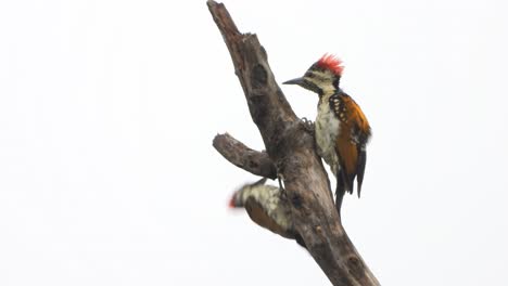 woodpecker-in-tree-UHD-MP4-4k-Video