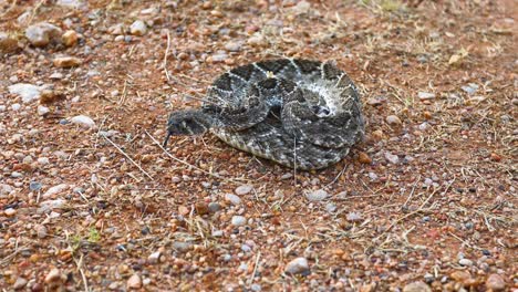 Western-Diamondback-Rattlesnake-on-rocky-ground