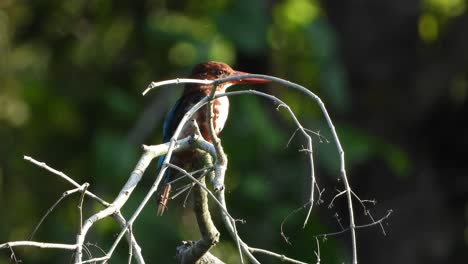Kingfisher-in-tree-chilling-sunrise-UHD-4k-video