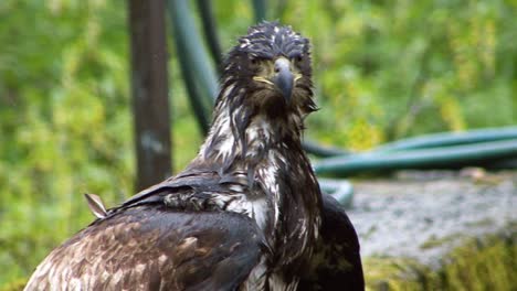Young-bald-eagle-with-wet-feathers