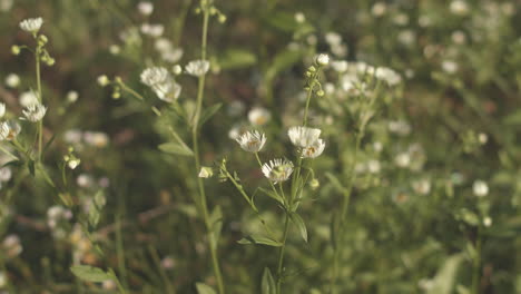 Tiny-White-Flowering-Weeds-Blowing-In-The-Wind---Closeup-Shot