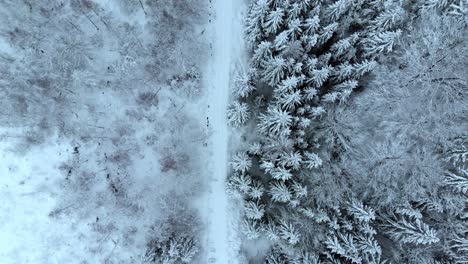 Aerial-view-overlooking-a-road,-in-middle-of-snow-covered-trees-and-snowy-forest,-on-a-dark,-cloudy,-winter-day---Top-down,-drone-shot