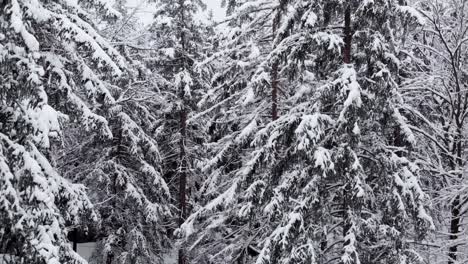 Luftaufnahme,-Die-Sich-Vor-Schneebedeckten-Bäumen-Erhebt-Und-Ein-Kleines-Häuschen,-Einen-Fluss-Und-Eine-Brücke-Zeigt,-Inmitten-Eines-Schneebedeckten-Waldes,-An-Einem-Dunklen,-Bewölkten-Wintertag---Neigung-Nach-Unten,-Drohnenaufnahme