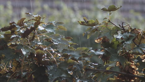 Regen,-Der-An-Einem-Regnerischen-Tag-Auf-Die-Bergahornblätter-Im-Garten-Fällt---Nahaufnahme