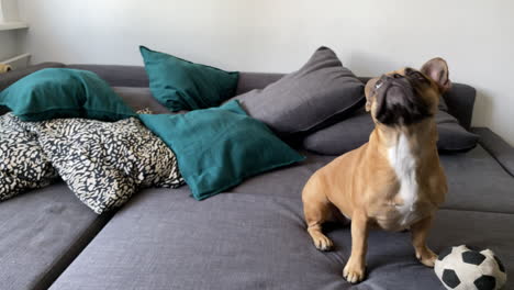 Entzückende-Französische-Bulldogge-Sitzt-Auf-Dem-Grauen-Sofa-Und-Schaut-Sich-Um