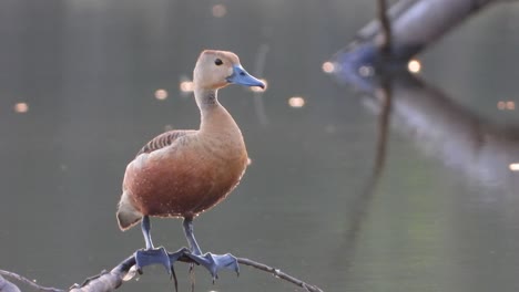 whistling-duck-in-pond-UHD-3-MP4-4k-..