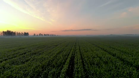 Crops-Growing-on-Agricultural-Farmland-in-Latvia---Breathtaking-Aerial-Drone-View