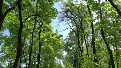Malerische-Aussicht-Auf-Grüne-Bäume-Mit-Sonnenlicht-Im-Wald
