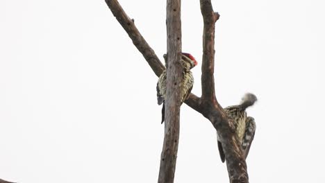 Pájaros-Carpinteros-En-El-árbol-Uhd-Mp4-4k-Video