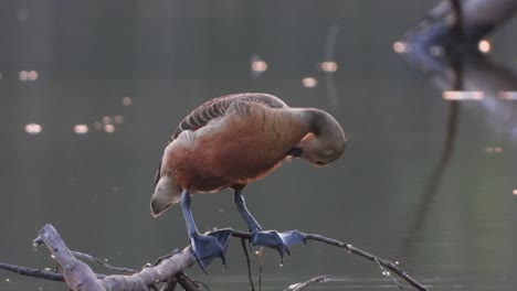 whistling-duck-in-Pond-UHD-2-MP4-4k-..