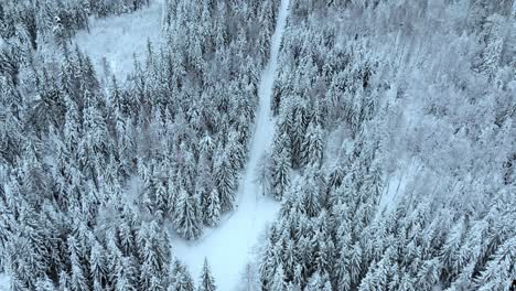 Drone-shot-over-a-forest-road,-surrounded-by-snow-covered-trees,-on-a-gloomy,-overcast,-winter-day---Tilt-up,-Aerial-view