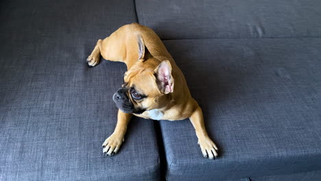 Junger-Frenchie-Hund-Schaut-Sich-Um,-Während-Er-Auf-Einer-Grauen-Couch-Liegt-–-Aufnahme-Aus-Der-Vogelperspektive