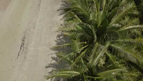Aerial-dolly-shot-of-Coconut-Palms-and-tropical-beach