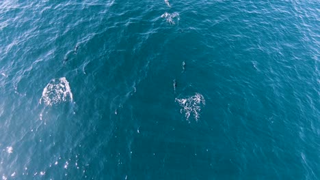 Una-Hermosa-Manada-De-Delfines-Oscuros-Nadando-Libremente-En-El-Agua-Azul-Brillante-Del-Mar-En-Patagonia,-Argentina---Drone-Aéreo