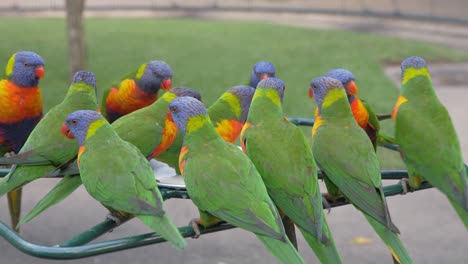 Macaw-Parrots-flocked-by-a-bird-bath-drinking---Currumbin-Beach-and-Wildlife-Sanctuary-Australia