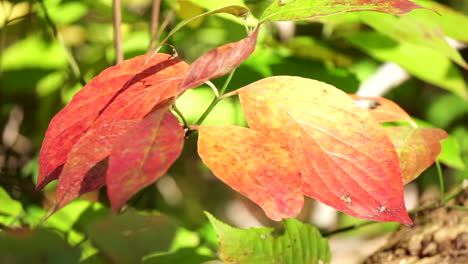 Close-up-shrub-leaves-turned-yellow-and-red-in-autumn
