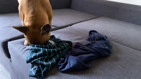 Französische-Bulldogge-Beißt-Und-Versucht,-Die-Kleidung-Ihres-Besitzers-Auf-Dem-Sofa-Auseinanderzureißen