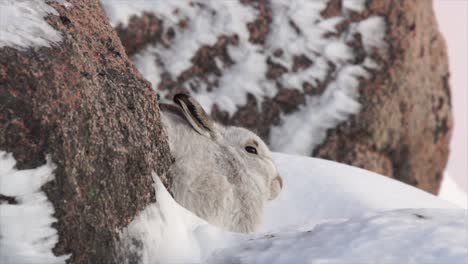 mountain-hare-in-winter-coat,-sheltering-among-rocks-in-snowy-mountains,-Cairngorms,-Scotland