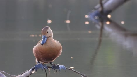 whistling-duck-in-Pond-UHD-MP4-4k-..
