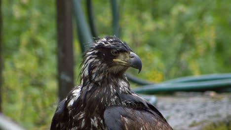 Closeup-shot-of-a-young-bald-eagle-in-a-rainy-day