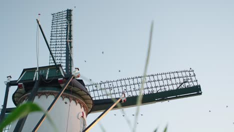 Starlings-perching-in-windmill-during-sunset