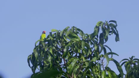 Kleiner-Papagei-Auf-Baumkrone-Zeitlupe