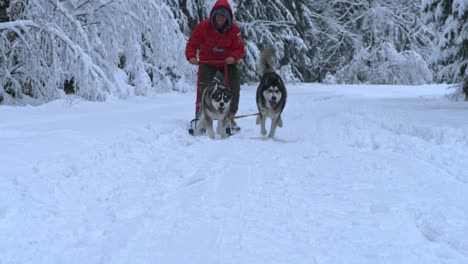 Man-riding-a-sled,-dragged-by-Husky-dogs,-towards-the-camera,-on-a-overcast,-winter-day,---Slow-motion-shot