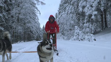 Husky-dogs-dragging-a-man-on-a-sled,-snow-falling-on-them,-on-a-cloudy,-winter-day,---Slow-motion-shot