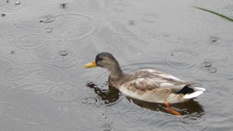 A-mallard-floats-in-the-pond-during-the-rain