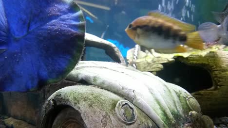 Various-colourful-tropical-aquarium-tank-sealife-vibrant-curious-fish-closeup