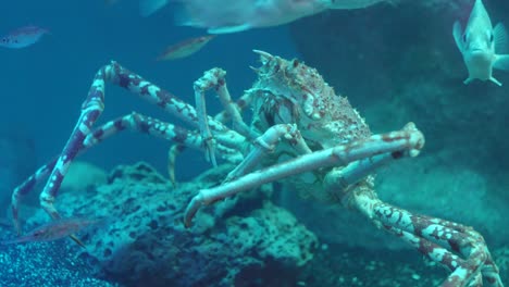 Golden-King-Crab-aka-Brown-King-Crab-Walking-On-The-Seabed-With-Longspine-Snipefish-In-Numazu,-Japan