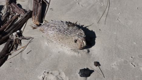 Dead-Pufferfish-rotting-with-fly-near-mouth-at-the-Jervis-Bay-beach-in-Australia,-Locked-Shot