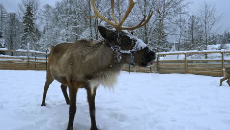 Snowy-Reindeer-inside-a-fence,-on-a-cloudy,-winter-day---Rangifer-tarandus---Handheld,-slow-motion-shot