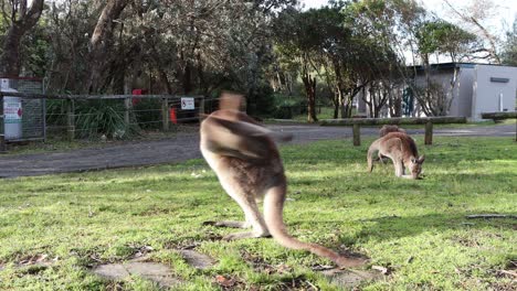 Three-Grey-Kangaroos-groom-and-feed-on-grass-at-Jervis-Bay's-Cave-Beach-Park-in-Australia,-Locked-shot