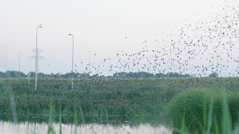 Landscape-with-starlings-gathering-to-sleep-in-bushes