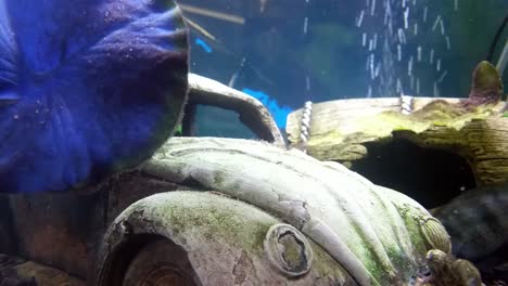 Buntes-Tropisches-Aquarium-Mit-Lebendigen,-Neugierigen-Fischen,-Nahaufnahme,-Blasen-Im-Hintergrund