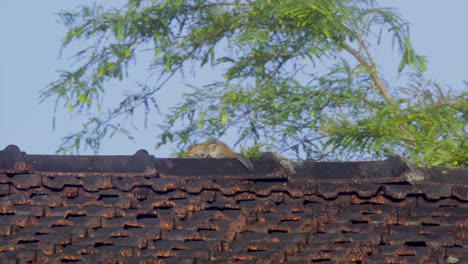 squrral-on-roof-of-rural-house