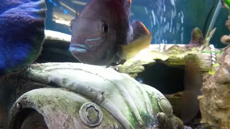 Different-colourful-tropical-aquarium-bubbling-tank-vibrant-curious-fish-exploring-sealife