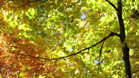 Buntes-Herbstlaub-Und-Eleganter-Baumzweig-Im-Hintergrund-Durch-Hellblauen-Himmel