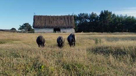 Tradtional-House-and-Sheep-Herding-in-Gotland