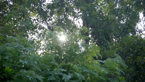 sun-flair-in-camera-through--green-leaf