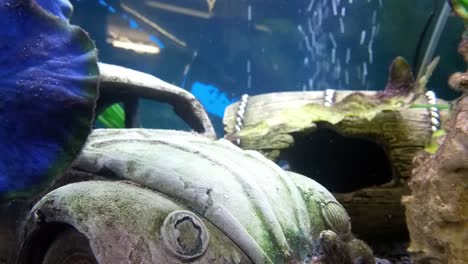 Buntes-Aquarium-Mit-Tropischen-Blasen-Und-Lebendigen,-Neugierigen-Fischen,-Die-Um-Das-Käferauto-Spielzeug-Herumschwimmen