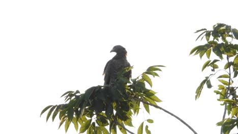 águila-Ommon-En-árbol-Uhd-Mp4-4k